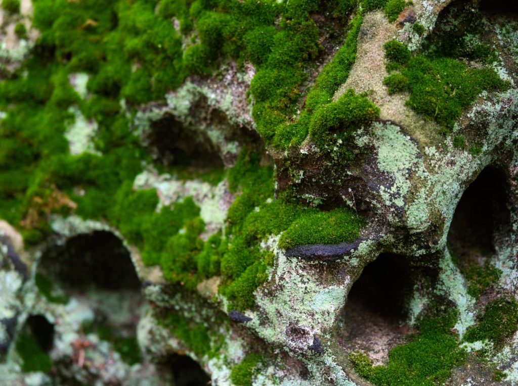 Detail rotsen Teufelsmauer Harz